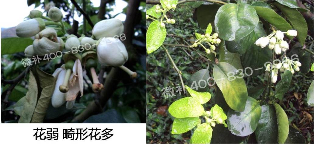 蜜柚促花壯花除了補磷還需要補硼鋅？