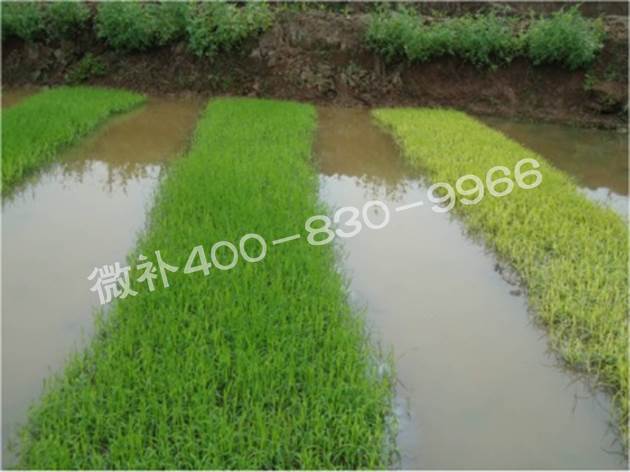 水稻黃秧、爛秧怎么辦？