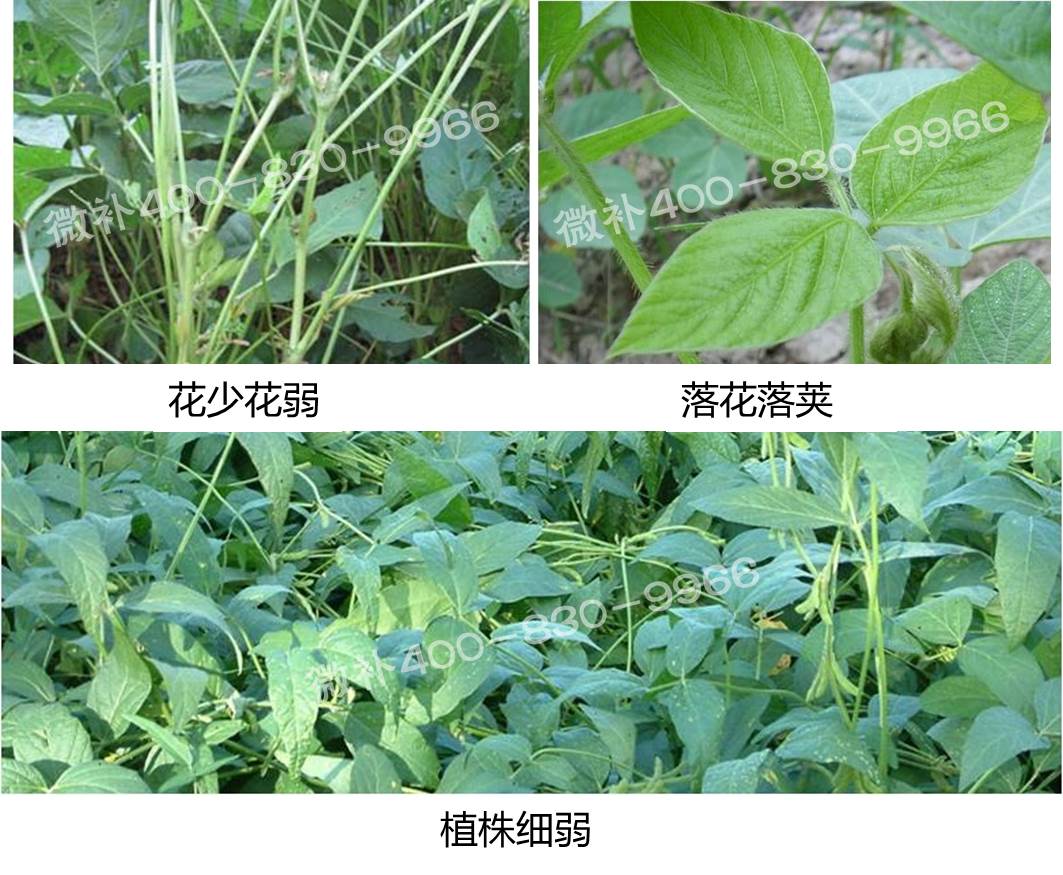 大豆類營養(yǎng)方案 大豆類營養(yǎng)方案