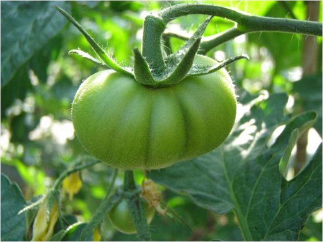 番茄畸形花結(jié)畸形果 番茄畸形花結(jié)畸形果