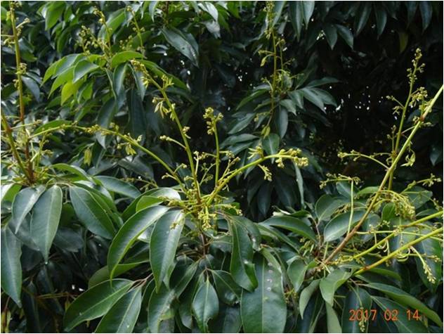 荔枝花變?nèi)~ 荔枝花變?nèi)~