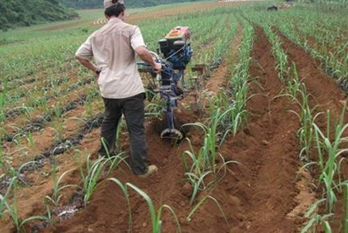 甘蔗除草培土 甘蔗除草培土