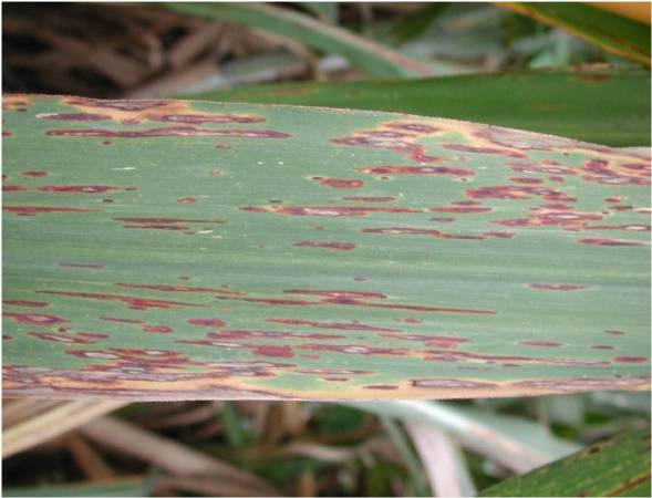 甘蔗病害 甘蔗病害