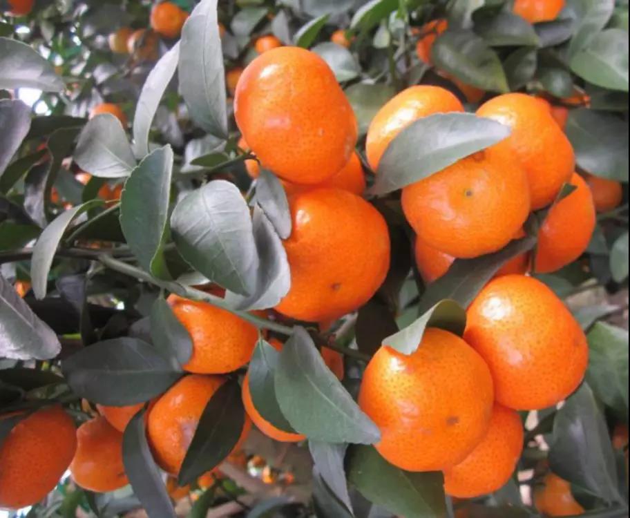 微信圖片_20191218154916.jpg 微信圖片_20191218154916.jpg