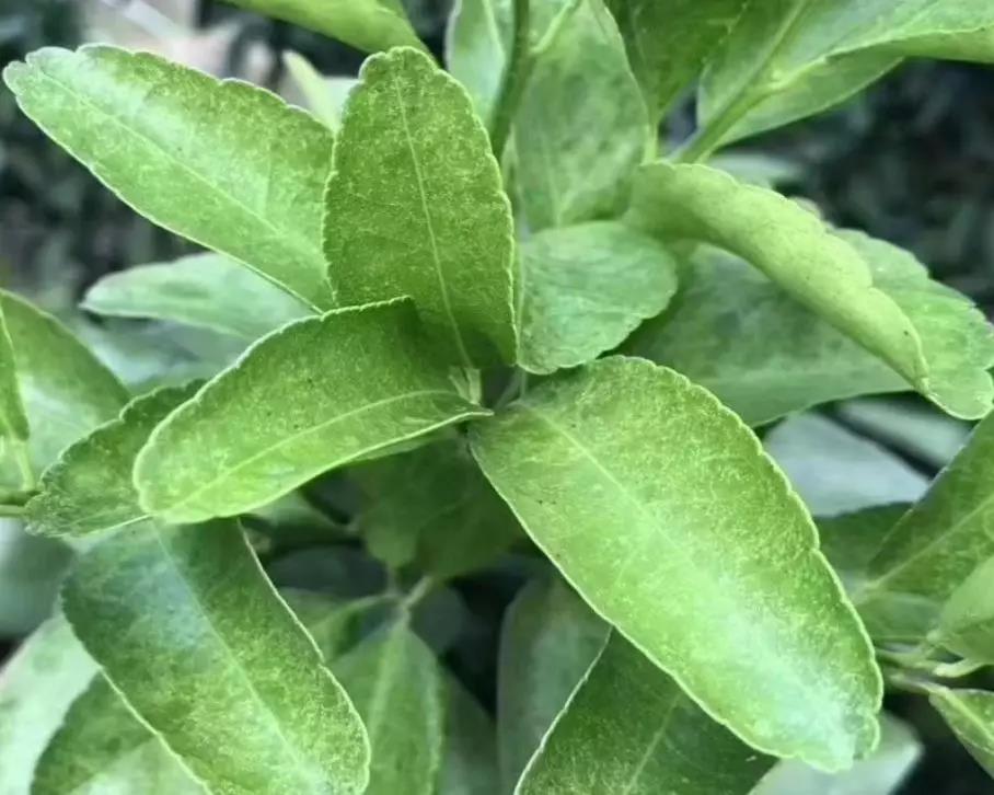 微信圖片_20200114153502.jpg 微信圖片_20200114153502.jpg