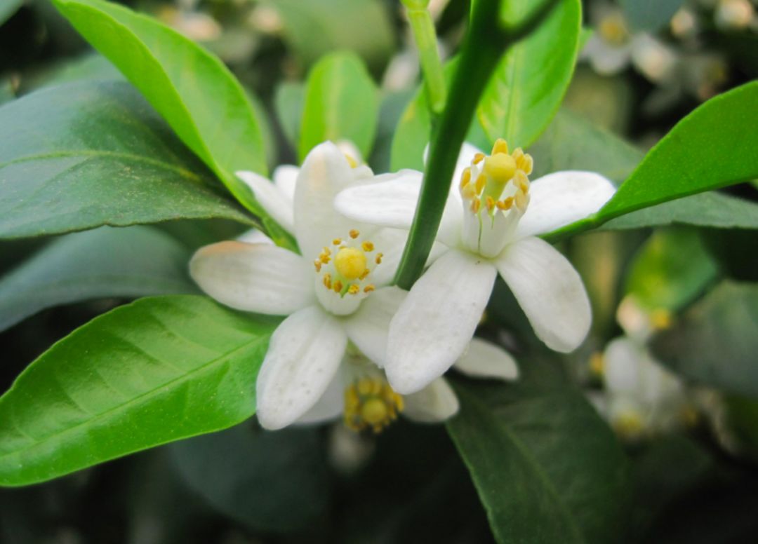 微信圖片_20200220154758.jpg 微信圖片_20200220154758.jpg