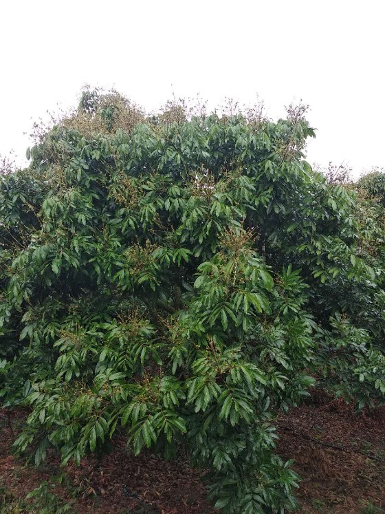 圖片2.png 圖片2.png