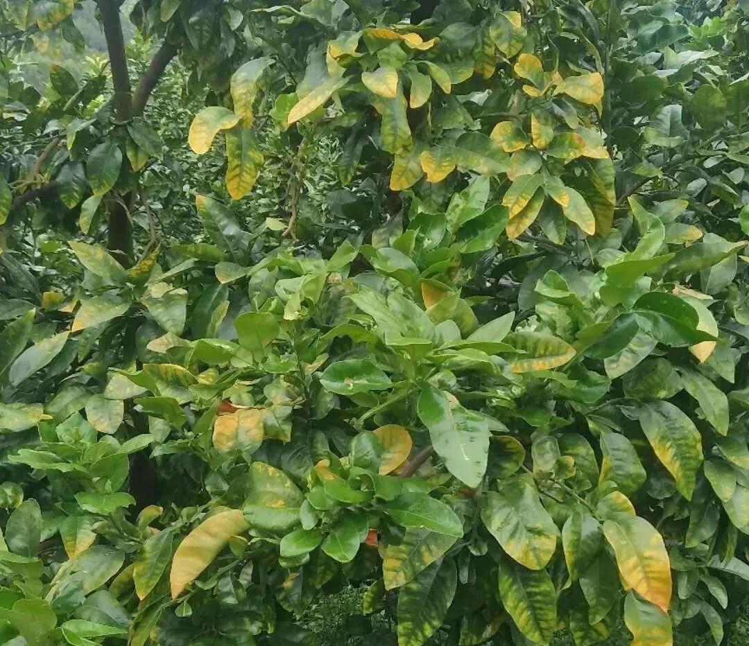 缺素黃葉 缺素黃葉