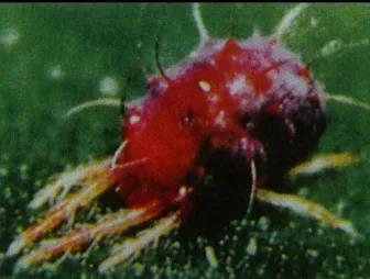紅蜘蛛成螨 紅蜘蛛成螨
