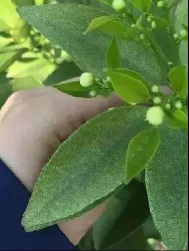 春梢期紅蜘蛛危害 春梢期紅蜘蛛危害