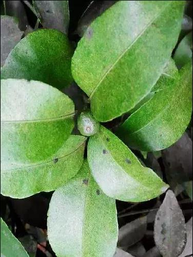 夏梢期紅蜘蛛危害 夏梢期紅蜘蛛危害