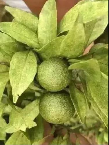 秋梢期紅蜘蛛危害 秋梢期紅蜘蛛危害