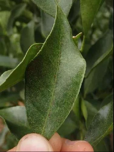 轉色期紅蜘蛛危害 轉色期紅蜘蛛危害