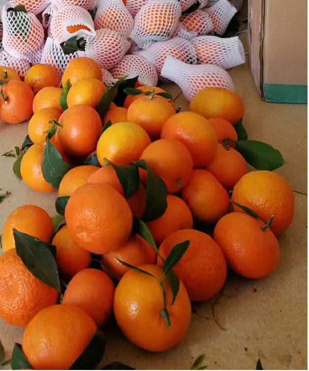 果面干凈 果面干凈