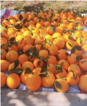 果型整齊 果型整齊