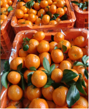 果色鮮艷 果色鮮艷