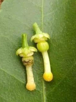 淘汰病果 淘汰病果