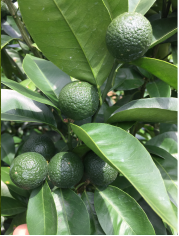 預防木栓病 預防木栓病