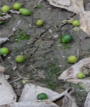 夏梢落果 夏梢落果