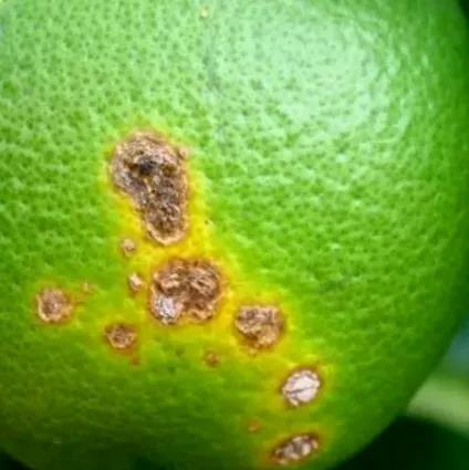 潰瘍病果.jpg 潰瘍病果.jpg