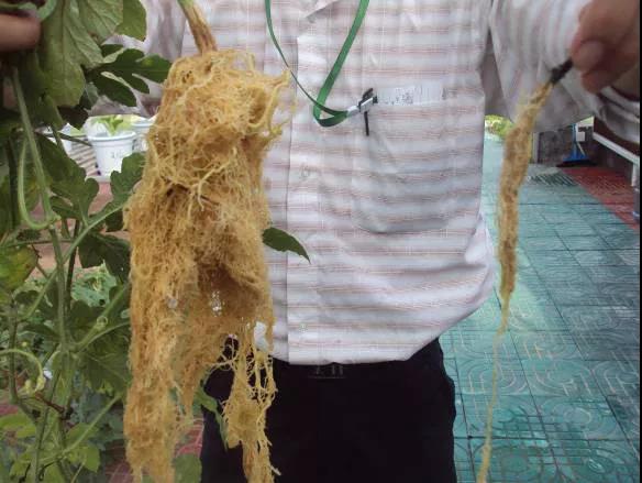 根系.jpg 根系.jpg