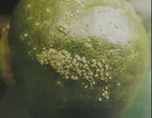 潰瘍病果 潰瘍病果