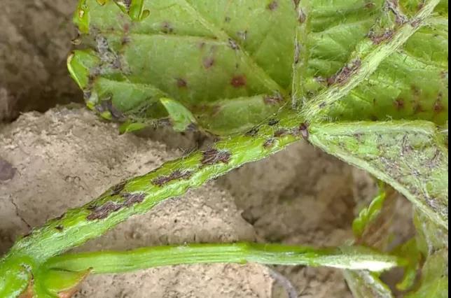 莖稈癥狀.jpg 莖稈癥狀.jpg