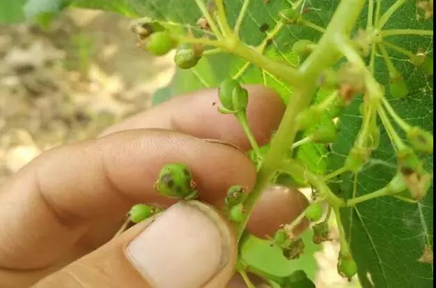 果實初期癥狀.jpg 果實初期癥狀.jpg