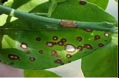 慢性炭疽病.jpg 慢性炭疽病.jpg