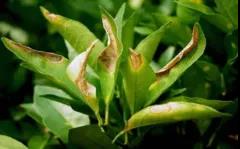 急性炭疽病.jpg 急性炭疽病.jpg