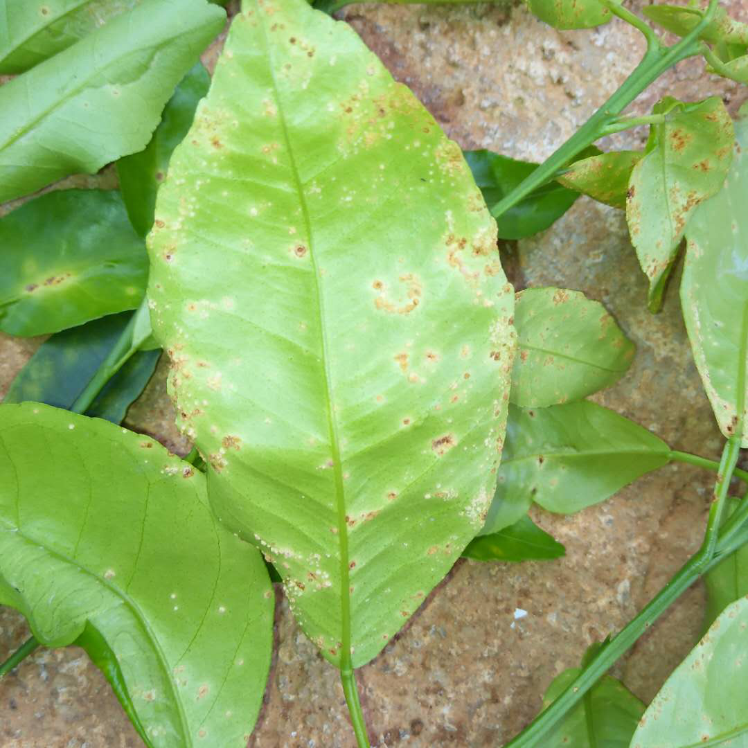 柑橘潰瘍病.png 柑橘潰瘍病.png