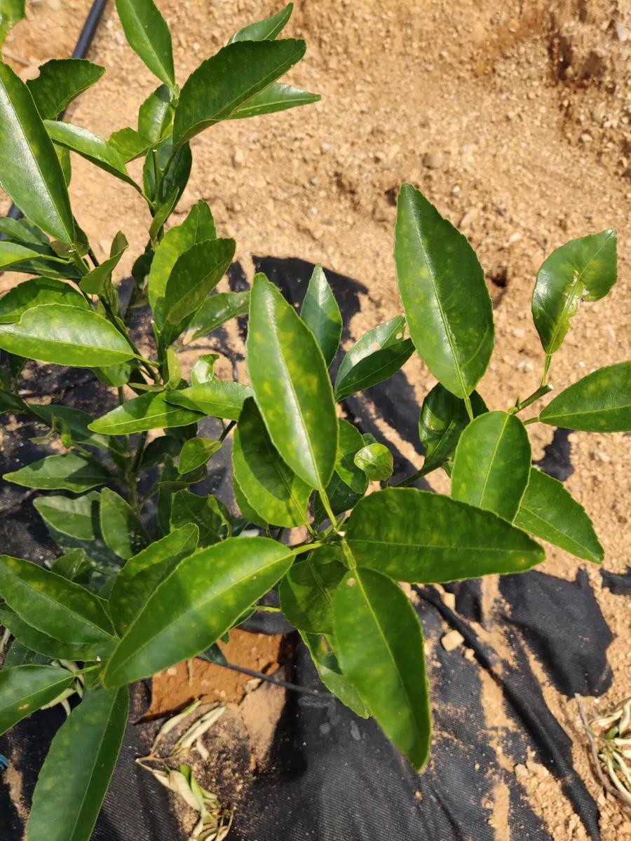 潰瘍病前期 潰瘍病前期