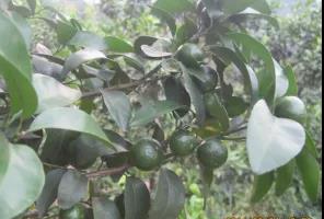 放秋梢前果實(shí) 放秋梢前果實(shí)