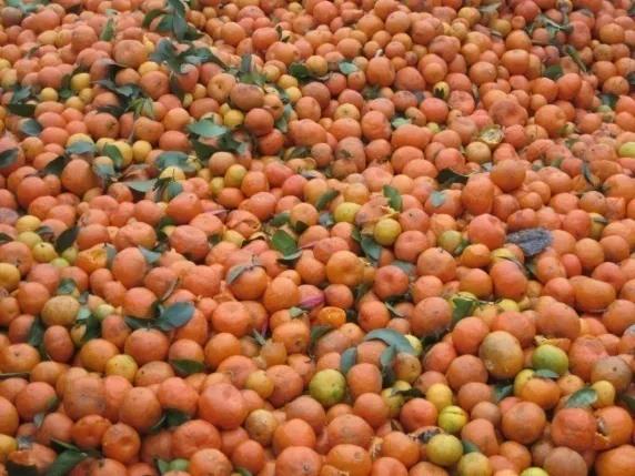 柑橘噴激素 果色暗淡 柑橘噴激素 果色暗淡