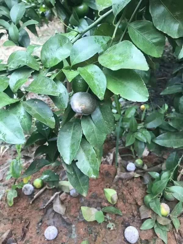 缺素落果 缺素落果