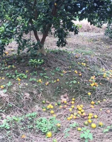 病害落果 病害落果