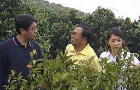 柑橘淋沖微補(bǔ)液體鈣，促根壯樹、預(yù)防減少黃樹