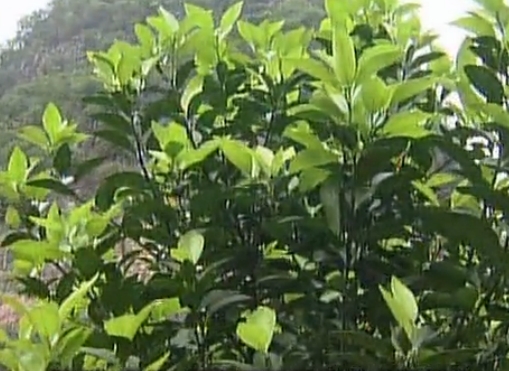 柑橘淋沖微補(bǔ)鈣肥，促根預(yù)防黃樹，樹壯保果品質(zhì)好