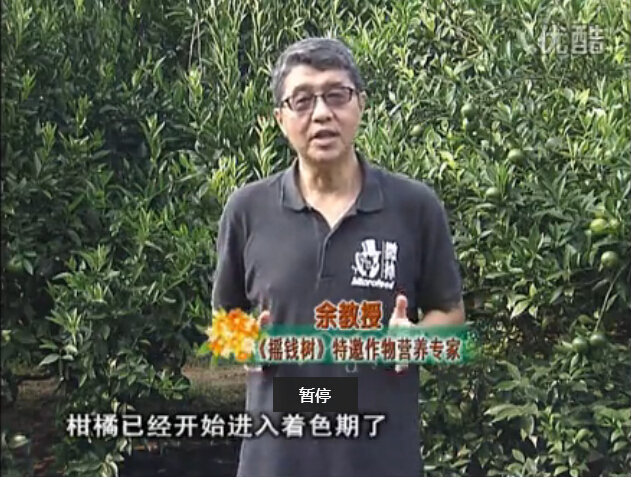 20150928珠江臺搖錢樹：如何提高柑橘硬度？預(yù)防減少浮皮霜凍果