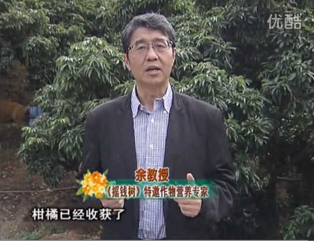 20160104珠江臺搖錢樹：防治柑橘黃樹、減少采后弱樹 撒微補(bǔ)倍力、噴碧力+壯力