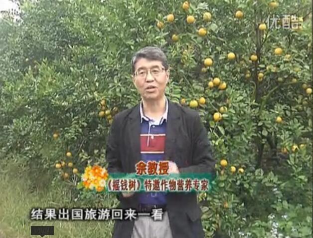 20160111珠江臺搖錢樹：貢柑大場樹弱黃葉，今年樹勢大翻身果靚還高價！