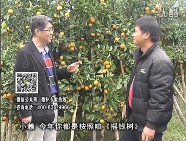 20160125珠江臺搖錢樹：如何解決柑橘兩大問題：黃樹和果品質(zhì)差？