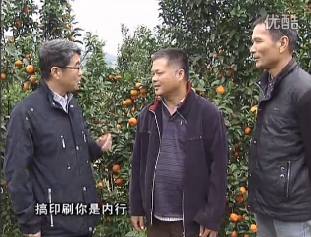 20160201珠江臺搖錢樹：開印刷廠改行種柑橘，保樹靚今年還高產(chǎn)？