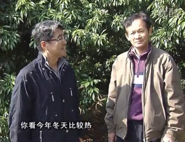 20160201珠江臺搖錢樹：暖冬荔枝易沖梢，如何促花壯花好？看微補(bǔ)