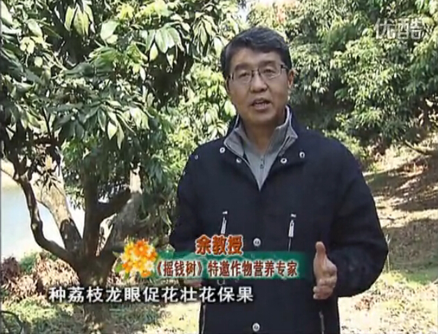 20160215珠江臺搖錢樹：龍眼撒微補(bǔ)倍力、噴花力+碧力，補(bǔ)鈣鎂鋅硼保葉壯花