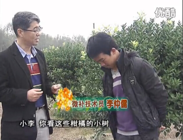 20160215珠江臺搖錢樹：柑橘小樹頭年掛果撒微補(bǔ)倍力、噴花力+碧力，壯樹促花好