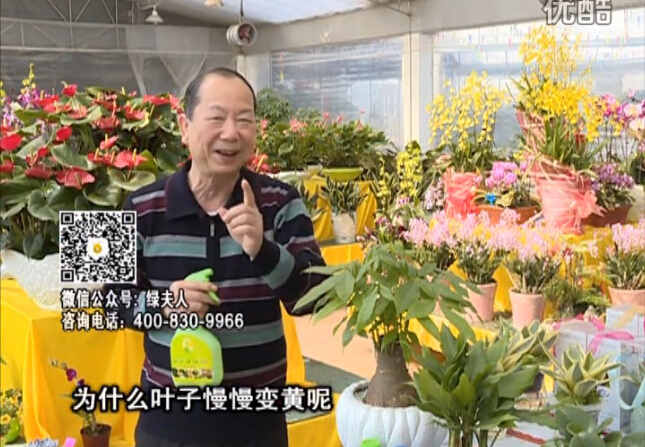 20160307珠江臺搖錢樹：陰生植物也不好種，黃葉多長勢弱？用綠夫人來呵護