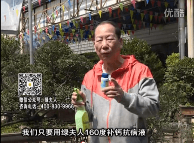 ?20160321珠江臺搖錢樹：盆栽花卉用綠夫人160度補鈣抗病液，低溫陰雨天長勢壯、抗病好
