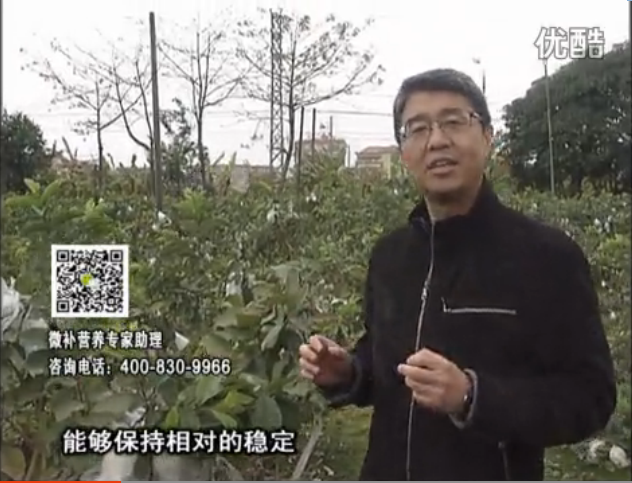 20160328珠江臺搖錢樹：番石榴淋沖微補(bǔ)根力鈣+微補(bǔ)精力，凍后恢復(fù)長勢、促進(jìn)開花坐果