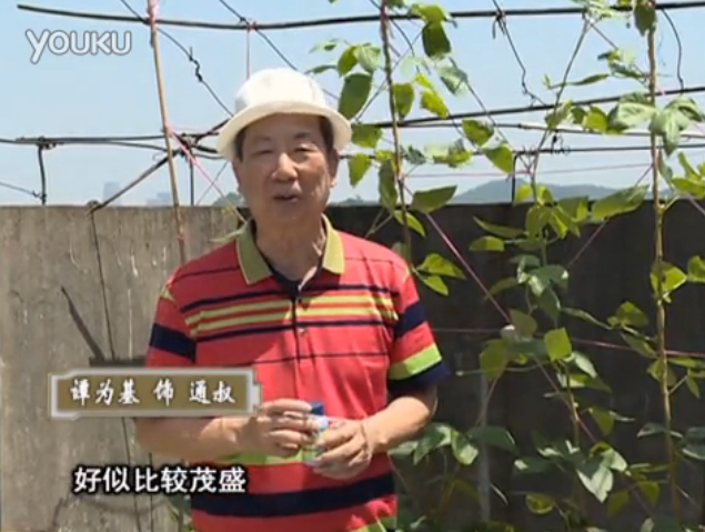 20160530珠江臺搖錢樹：天臺種豆角用綠夫人160度補鈣抗病液，長勢壯，幫助開花坐果